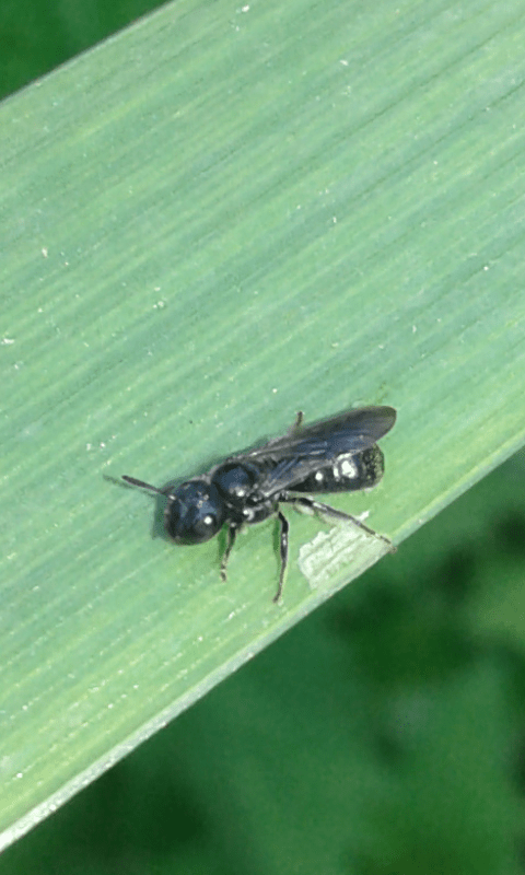 Apidae : Ceratina sp.? 2